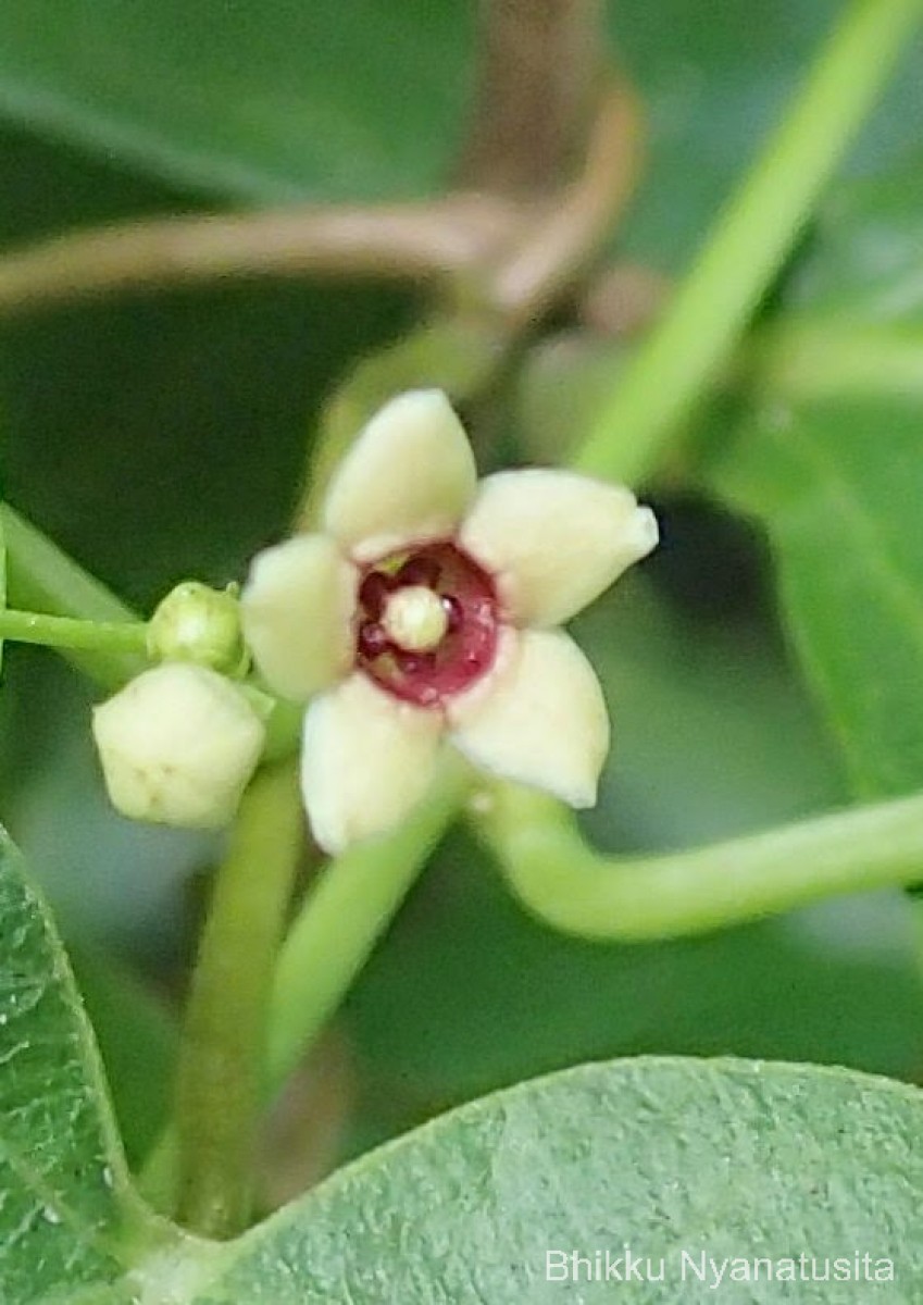 Vincetoxicum bracteatum (Thunb.) Meve & Liede